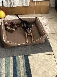 Lost Male Dog last seen 7th Ave and vineyard, Phoenix, AZ 85041