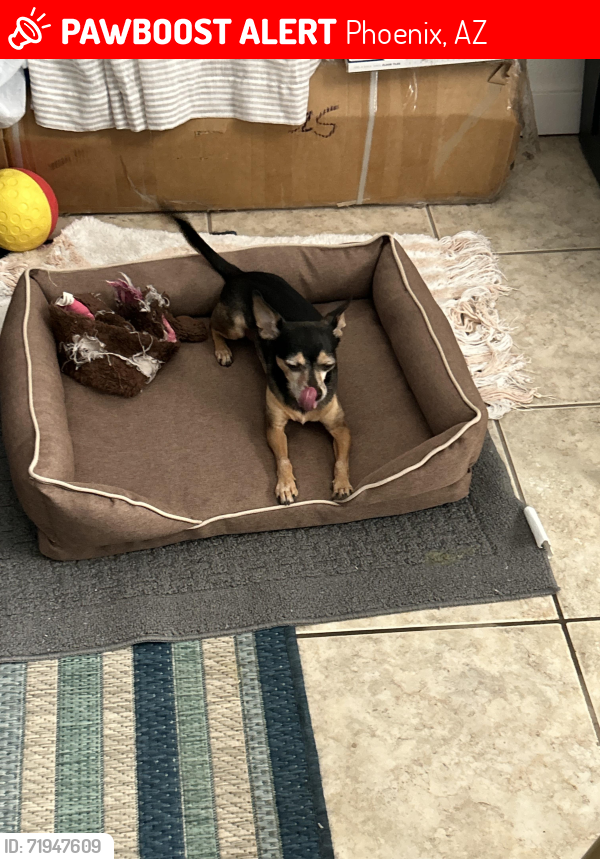 Lost Male Dog last seen 7th Ave and vineyard, Phoenix, AZ 85041