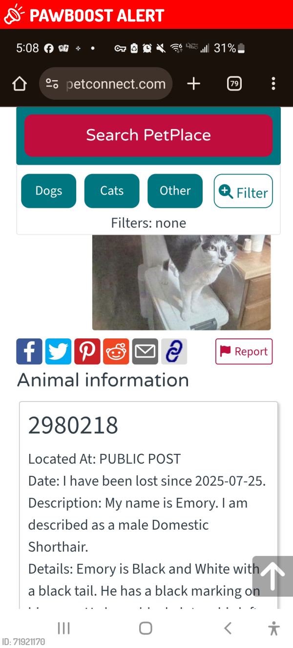 Lost Male Cat last seen Whispering Hills Dr and Bonerwood Dr., Nashville, TN 37211