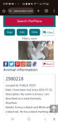 Lost Male Cat last seen Whispering Hills Dr and Bonerwood Dr. , Nashville, TN 37211