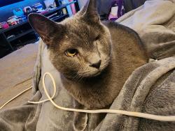 Lost Male Cat last seen Near Kevin Dr, Corpus Christi, TX 78413