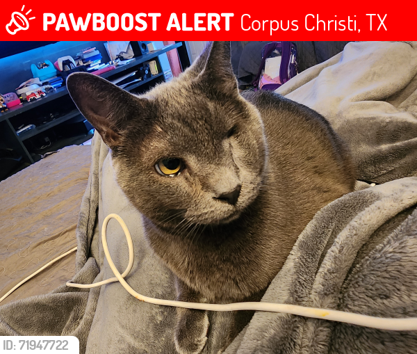 Lost Male Cat last seen Near Kevin Dr, Corpus Christi, TX 78413