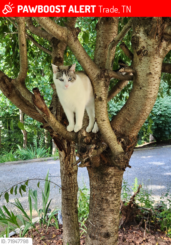 Lost Male Cat last seen Hwy 421 and Hwy 67/88, Trade, TN 37691
