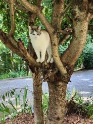Lost Male Cat last seen Hwy 421 and Hwy 67/88, Trade, TN 37691