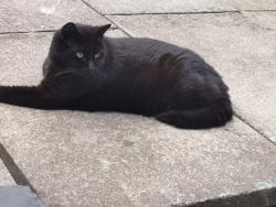 Lost Male Cat last seen Caerleon Rd , Newport, Wales NP19 7BB