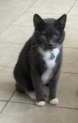 Lost Male Cat last seen Route 13N & Route 1 S Smyrna rest area, Smyrna, DE 19977