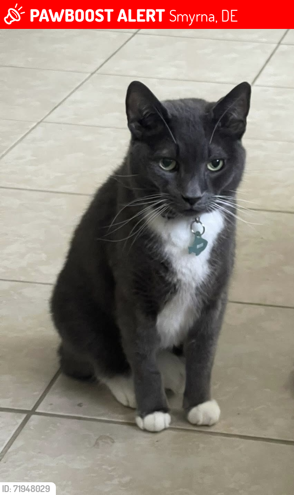 Lost Male Cat last seen Route 13N & Route 1 S Smyrna rest area, Smyrna, DE 19977