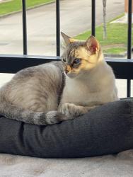 Lost Female Cat last seen Flower Basket Rd and Apricot Tree Rd, Winchester, CA 92596