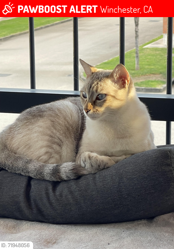 Lost Female Cat last seen Flower Basket Rd and Apricot Tree Rd, Winchester, CA 92596