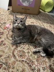 Lost Female Cat last seen Rhawn and Leonard st near the ritz dinner and wawa , Philadelphia, PA 19152