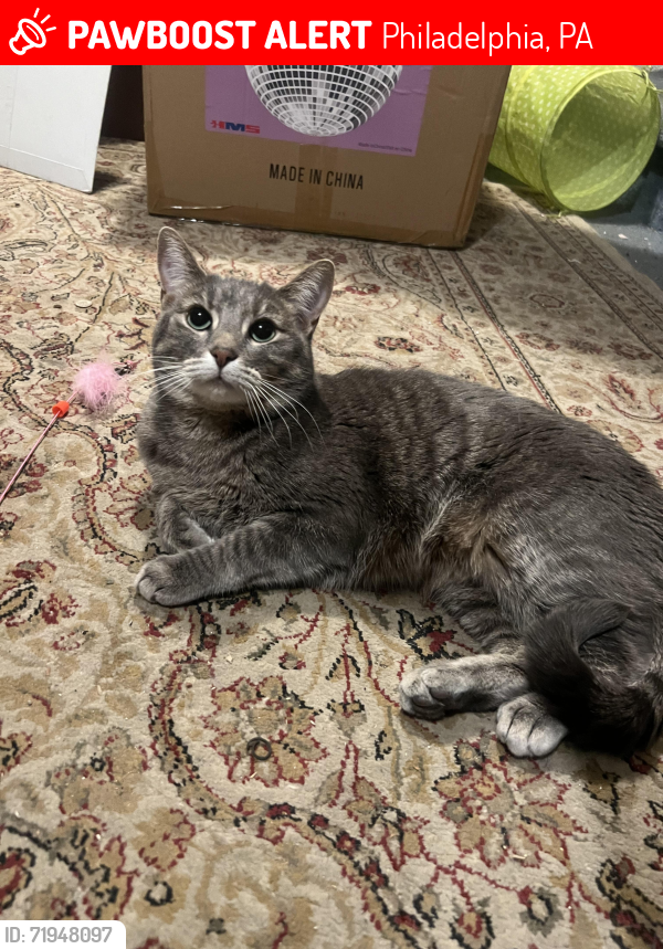 Lost Female Cat last seen Rhawn and Leonard st near the ritz dinner and wawa , Philadelphia, PA 19152
