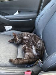 Lost Male Cat last seen Christ the King Baptist Church, Bellview, FL 32506