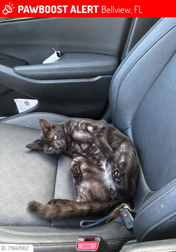Lost Male Cat last seen Christ the King Baptist Church, Bellview, FL 32506