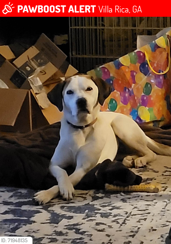 Lost Female Dog last seen Lake Paradise Rd & Wesley Chapel, Villa Rica, GA 30180