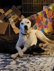 Lost Female Dog last seen Lake Paradise Rd & Wesley Chapel, Villa Rica, GA 30180