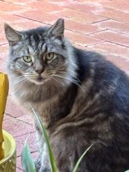 Lost Unknown Cat last seen Cordova & Avalon Mcansh Park, Vero Beach, FL 32960