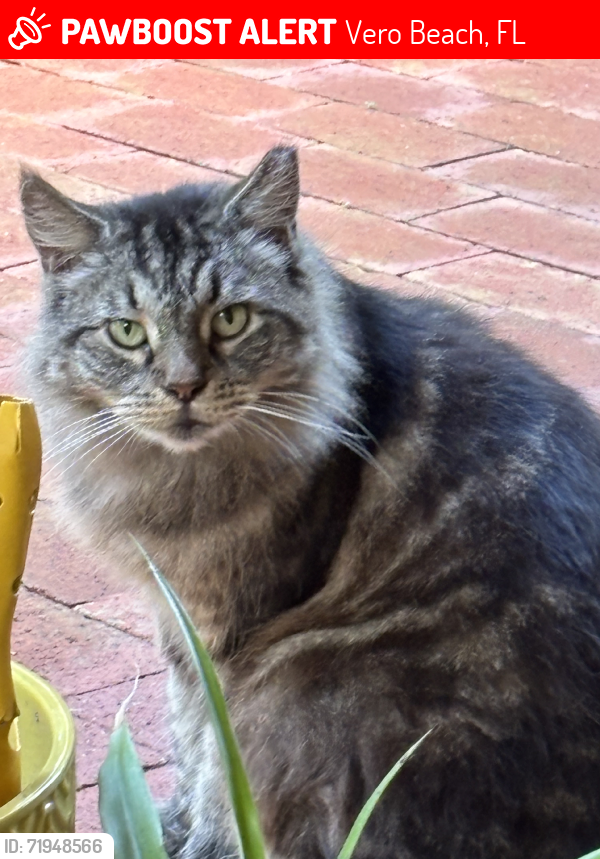Lost Unknown Cat last seen Cordova & Avalon Mcansh Park, Vero Beach, FL 32960