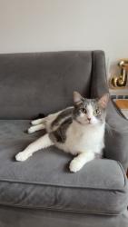 Lost Male Cat last seen Near Donut Monster, Whitefish Bay, WI 53217