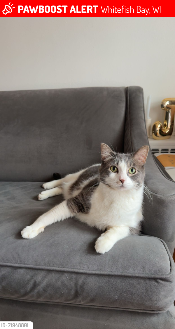 Lost Male Cat last seen Near Donut Monster, Whitefish Bay, WI 53217
