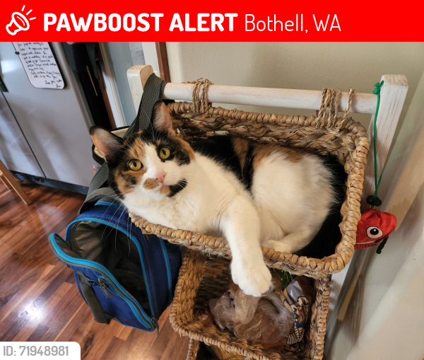 Lost Female Cat last seen Meridian and 233rd PL SE, Bot, Bothell, WA 98021