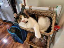 Lost Female Cat last seen Meridian and 233rd PL SE, Bot, Bothell, WA 98021