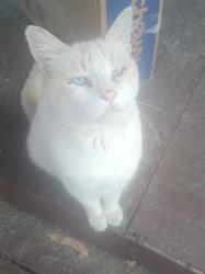 Lost Male Cat last seen Lives on West River Street , Cave Junction, OR 97523