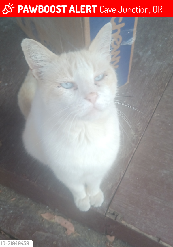 Lost Male Cat last seen Lives on West River Street , Cave Junction, OR 97523