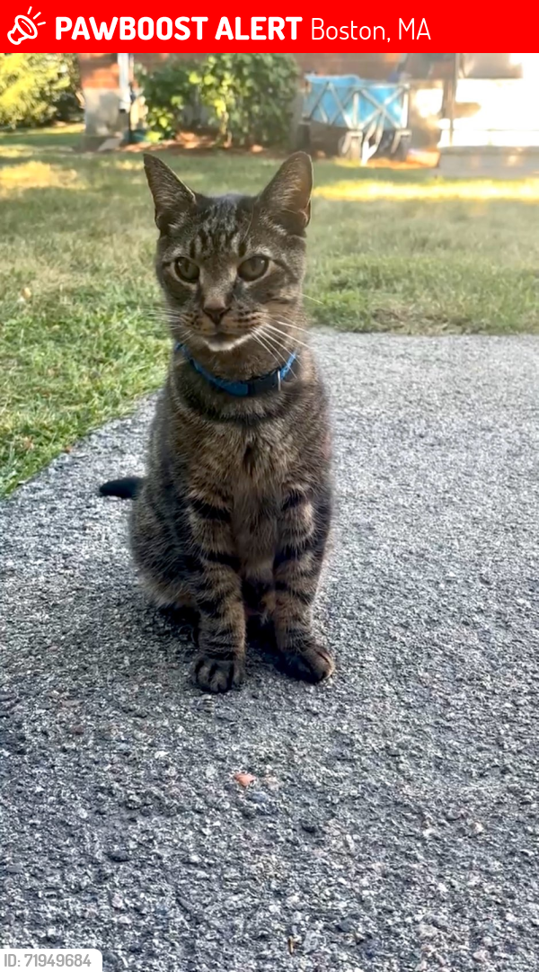 Lost Male Cat last seen Boardman st. & Saratoga st, Boston, MA 02128