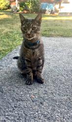 Lost Male Cat last seen Boardman st. & Saratoga st, Boston, MA 02128