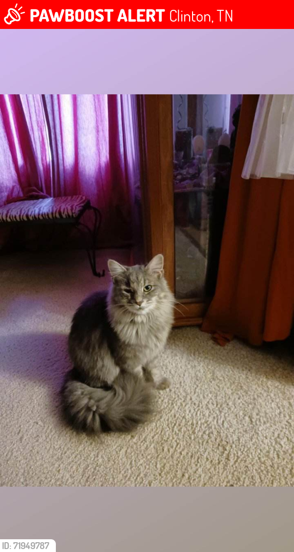 Lost Female Cat last seen Jana Ct  / Bill Carden Ln, Clinton, TN 37716
