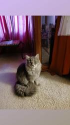 Lost Female Cat last seen Jana Ct  / Bill Carden Ln, Clinton, TN 37716