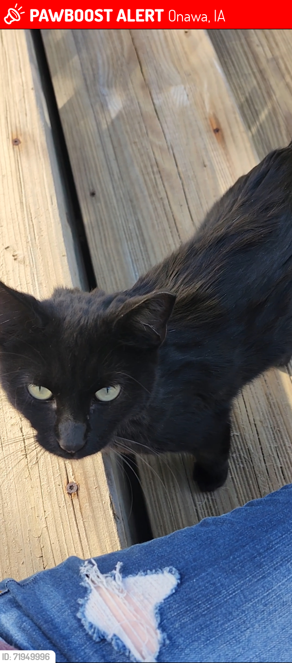 Lost Male Cat last seen Ruby & 12th Street in Onawa, Onawa, IA 51040
