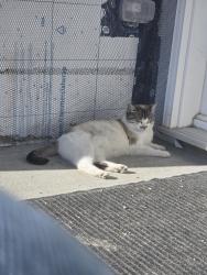 Lost Female Cat last seen Balgona and Pipeline, Winnipeg, MB 