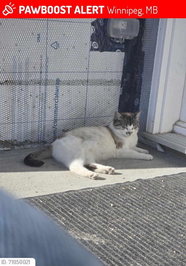 Lost Female Cat last seen Balgona and Pipeline, Winnipeg, MB 