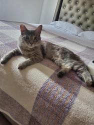 Lost Female Cat last seen Arrollo grande y del rosa, Colton, CA 92324