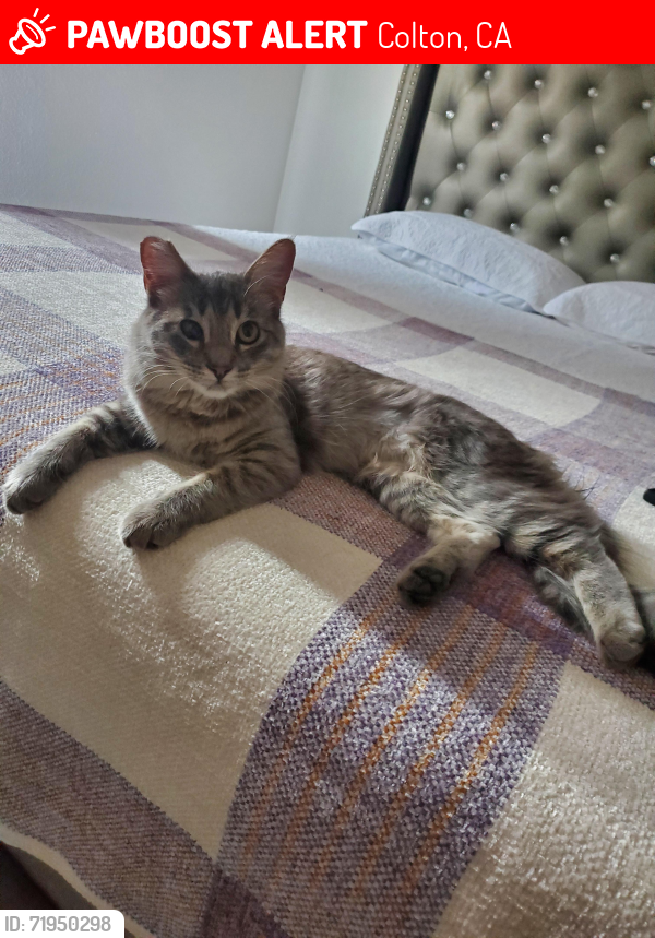 Lost Female Cat last seen Arrollo grande y del rosa, Colton, CA 92324
