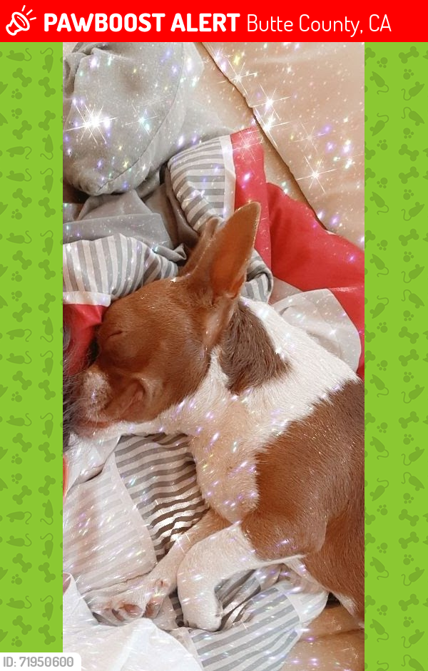 Lost Female Dog last seen Dunstone , Butte County, CA 95966