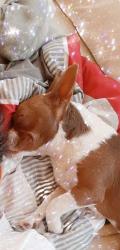 Lost Female Dog last seen Dunstone , Butte County, CA 95966