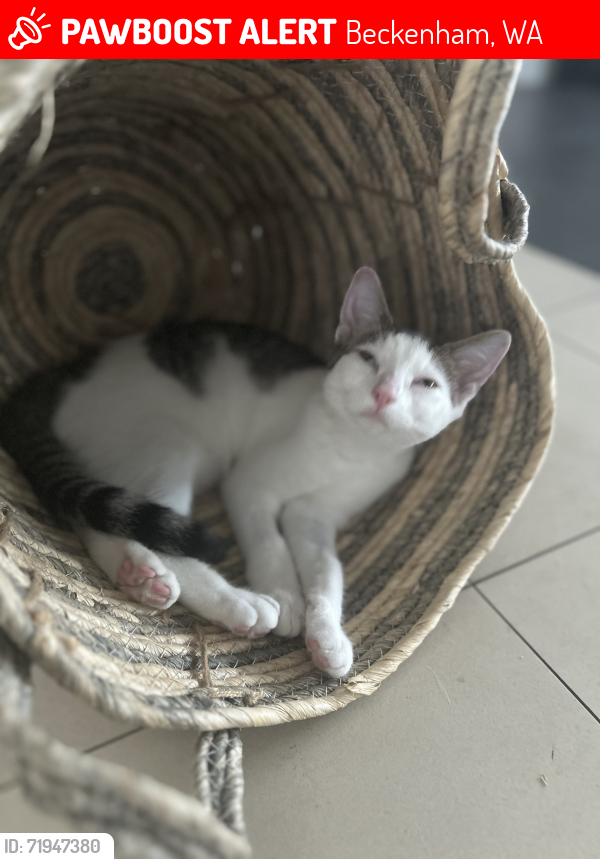 Lost Female Cat last seen Galaxy street , Beckenham, WA 6107