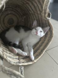Lost Female Cat last seen Galaxy street , Beckenham, WA 6107