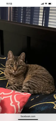 Lost Female Cat last seen Douglas Ave  and Key Lane , Kansas City, KS 66106