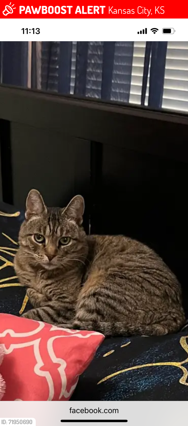Lost Female Cat last seen Douglas Ave  and Key Lane , Kansas City, KS 66106