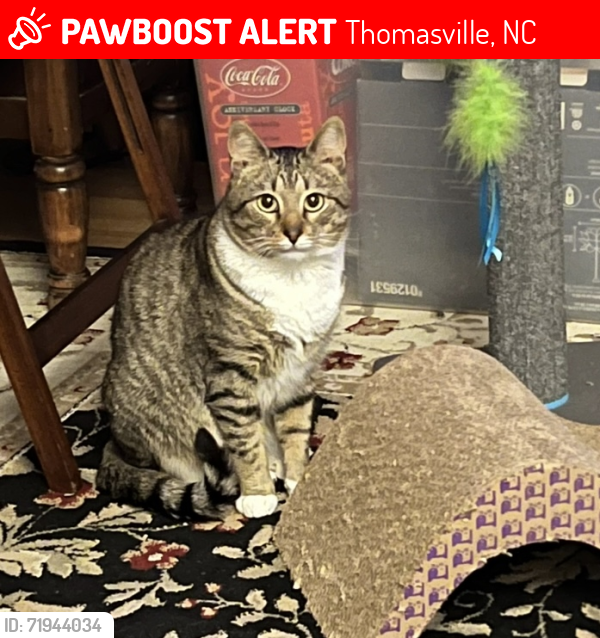 Lost Male Cat last seen Ball Park Rd. Hasty Area, Thomasville, NC 27360