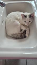 Lost Male Cat last seen N Schlueter , St. Louis, MO 63135