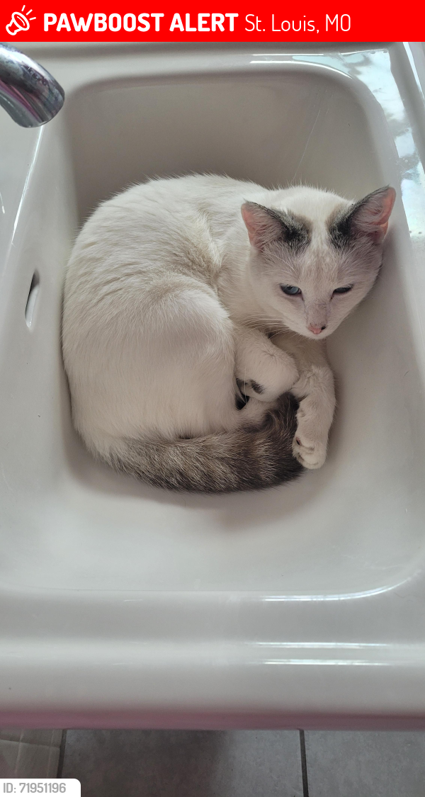 Lost Male Cat last seen N Schlueter , St. Louis, MO 63135