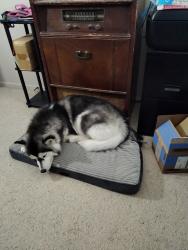 Lost Female Dog last seen Bedford Ave and Wyandotte lane, Rosamond, CA 93560