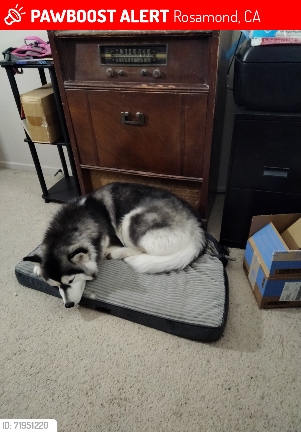 Lost Female Dog last seen Bedford Ave and Wyandotte lane, Rosamond, CA 93560