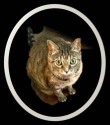 Lost Female Cat last seen Near Woodmont Blvd, Peachtree Corners, GA 30092, Peachtree Corners, GA 30092