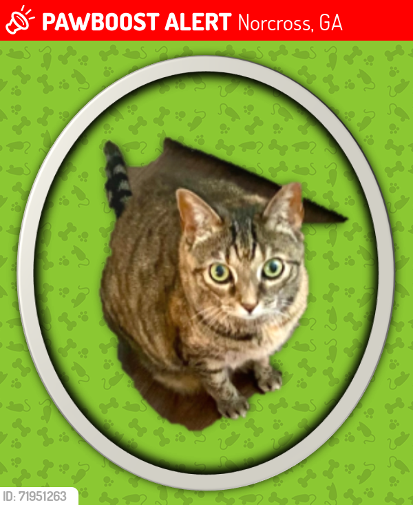 Lost Female Cat last seen Near Woodmont Blvd, Peachtree Corners, GA 30092, Peachtree Corners, GA 30092