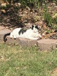 Lost Male Cat last seen Flint Ridge Resort, Kansas OK, Chewey, OK 74347